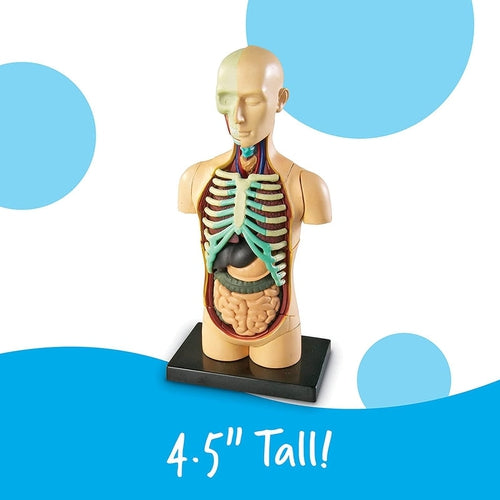 Body - Human Anatomy Model | 11.4 cm tall | 31-Piece Science Set by Learning Resources US | Age 8+