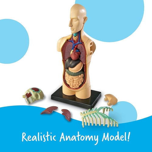 الجسم - نموذج تشريح الإنسان | 11.4 سم طولا | 31 قطعة مجموعة علمية  من ليرنينج ريسورسيز أمريكا | سن 8 سنوات فأكثر