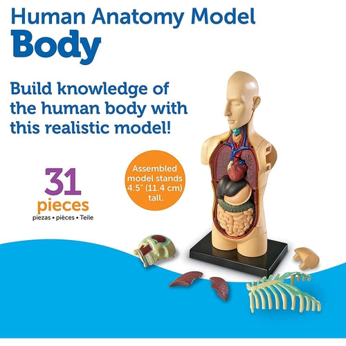 Body - Human Anatomy Model | 11.4 cm tall | 31-Piece Science Set by Learning Resources US | Age 8+