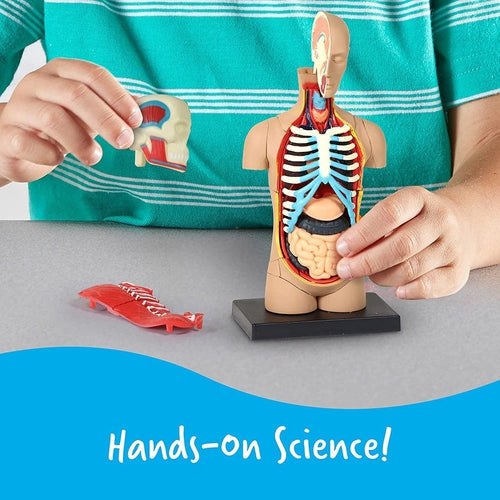 Body - Human Anatomy Model | 11.4 cm tall | 31-Piece Science Set by Learning Resources US | Age 8+