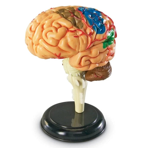 Brain - Human Anatomy Model | 9.6 cm tall | 31-Piece Science Set by Learning Resources US | Age 8+