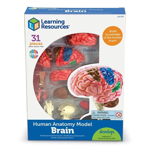 Brain - Human Anatomy Model | 9.6 cm tall | 31-Piece Science Set by Learning Resources US | Age 8+