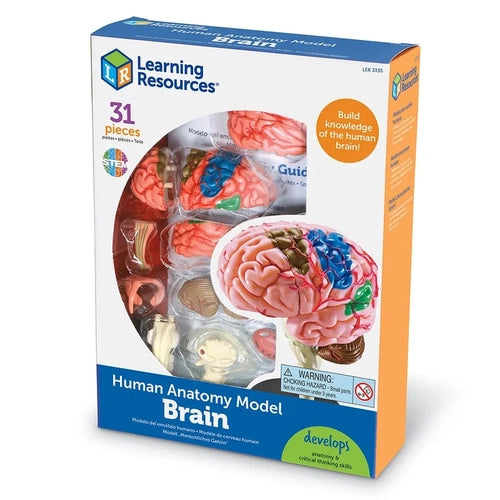 Brain - Human Anatomy Model | 9.6 cm tall | 31-Piece Science Set by Learning Resources US | Age 8+