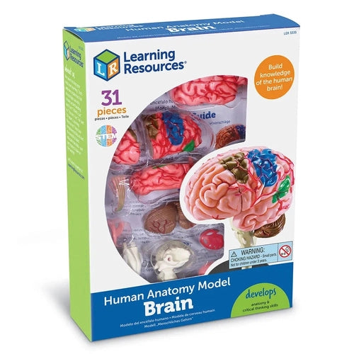 Brain - Human Anatomy Model | 9.6 cm tall | 31-Piece Science Set by Learning Resources US | Age 8+