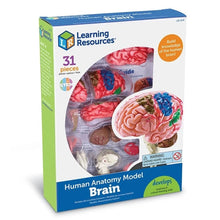 Load image into Gallery viewer, Brain - Human Anatomy Model | 9.6 cm tall | 31-Piece Science Set by Learning Resources US | Age 8+
