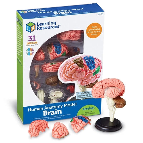 Brain - Human Anatomy Model | 9.6 cm tall | 31-Piece Science Set by Learning Resources US | Age 8+