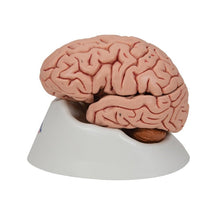 Load image into Gallery viewer, Classic Human Brain Model, 5 part | Anatomy Science Set by 3B Scientific Germany | Age 8+
