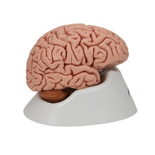 Load image into Gallery viewer, Classic Human Brain Model, 5 part | Anatomy Science Set by 3B Scientific Germany | Age 8+
