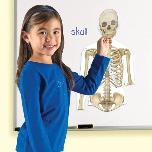 جسم الإنسان المغناطيسي على الوجهين | مجموعة من 17 قطعة مغناطيسية علمية من Learning Resources US | سن 5+