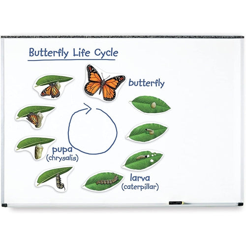 Giant Magnetic Butterfly Life Cycle | 9-piece Science Set by Learning Resources | Age 5+