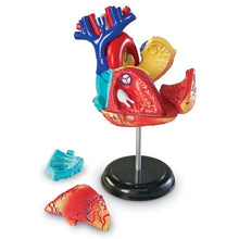 Load image into Gallery viewer, Heart - Human Anatomy Model | 12.7 cm tall | 29-Piece Science Set by Learning Resources US | Age 8+
