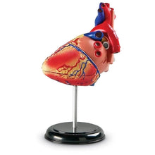 Load image into Gallery viewer, Heart - Human Anatomy Model | 12.7 cm tall | 29-Piece Science Set by Learning Resources US | Age 8+
