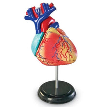 تحميل الصورة في عارض المعرض ، القلب - نموذج تشريح الإنسان | 12.7 سم طولا | 29 قطعة مجموعة علمية  من ليرنينج ريسورسيز أمريكا | سن 8 سنوات فأكثر
