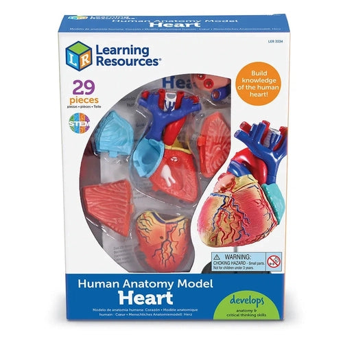 القلب - نموذج تشريح الإنسان | 12.7 سم طولا | 29 قطعة مجموعة علمية  من ليرنينج ريسورسيز أمريكا | سن 8 سنوات فأكثر