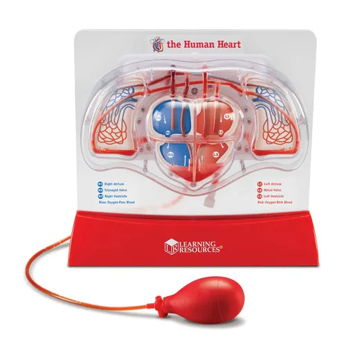 Pumping Heart Model - LER3535 | Science Educational Set by Learning Resources for Kids Age 8+