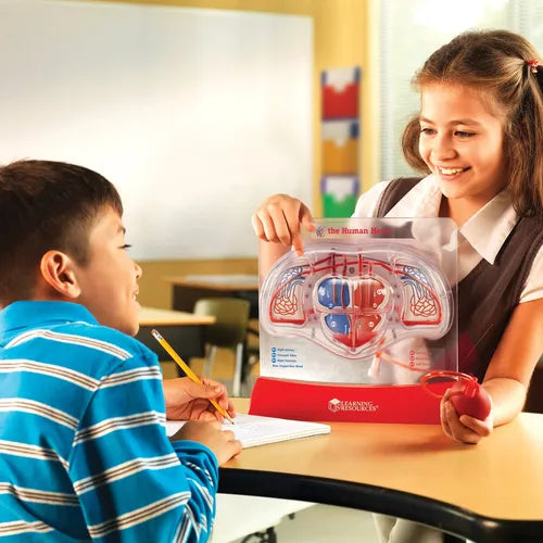 Pumping Heart Model - LER3535 | Science Educational Set by Learning Resources for Kids Age 8+