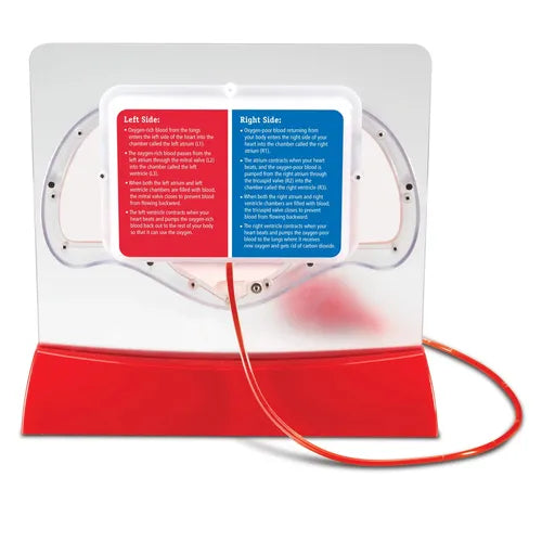 Pumping Heart Model - LER3535 | Science Educational Set by Learning Resources for Kids Age 8+