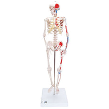 Load image into Gallery viewer, Mini Human Skeleton Shorty with Painted Muscles, on base, Half Natural Size | Anatomy Science Set by 3B Scientific Germany | Age 8+
