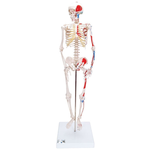Mini Human Skeleton Shorty with Painted Muscles, on base, Half Natural Size | Anatomy Science Set by 3B Scientific Germany | Age 8+