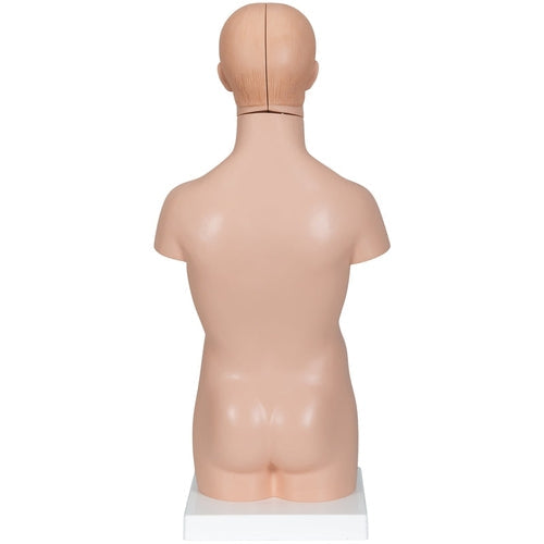 Mini Human Torso Model, 12 part | Anatomy Science Set by 3B Scientific Germany | Age 8+