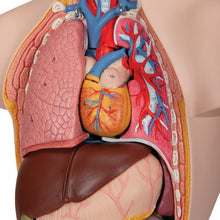 Load image into Gallery viewer, Mini Human Torso Model, 12 part | Anatomy Science Set by 3B Scientific Germany | Age 8+
