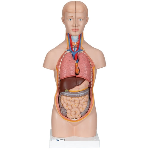 Mini Human Torso Model, 12 part | Anatomy Science Set by 3B Scientific Germany | Age 8+