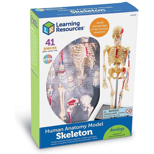 Skeleton - Human Anatomy Model | 23.3 CM tall | 41-Piece Science Set by Learning Resources US | Age 8+