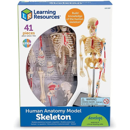 Skeleton - Human Anatomy Model | 23.3 CM tall | 41-Piece Science Set by Learning Resources US | Age 8+