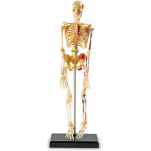 تحميل الصورة في عارض المعرض ، الهيكل العظمي - نموذج التشريح البشري | 23.3 سم طولا | 41 قطعة مجموعة علمية  من ليرنينج ريسورسيز أمريكا | سن 8 سنوات فأكثر
