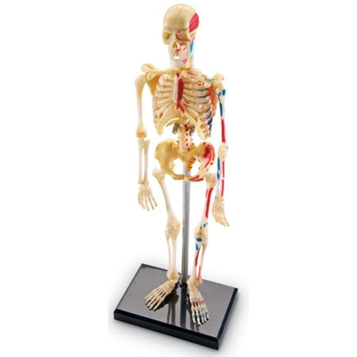الهيكل العظمي - نموذج التشريح البشري | 23.3 سم طولا | 41 قطعة مجموعة علمية  من ليرنينج ريسورسيز أمريكا | سن 8 سنوات فأكثر