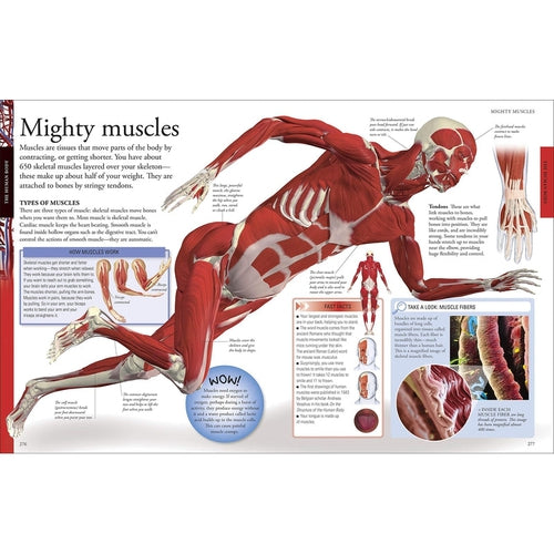 The New Children's Encyclopedia | Packed With Thousands Of Facts, Stats, And Illustrations | Science Reading Book by DK | Age 8+