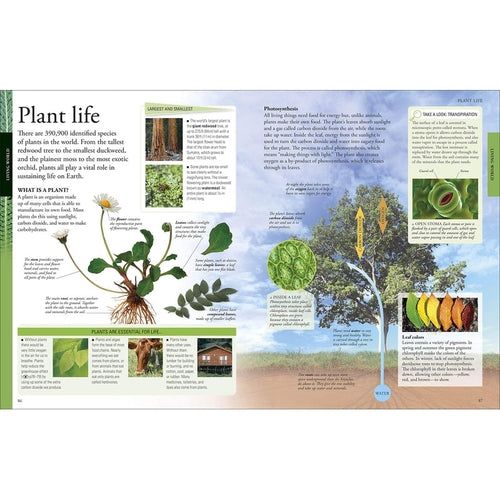 The New Children's Encyclopedia | Packed With Thousands Of Facts, Stats, And Illustrations | Science Reading Book by DK | Age 8+